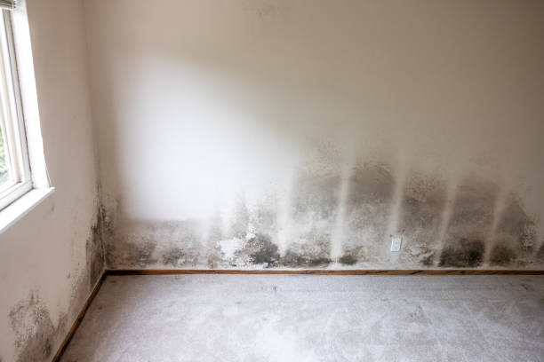Best Water Damage & Mold Remediation  in Union, KY